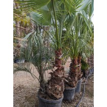 Washingtonia robusta & Butia capitata