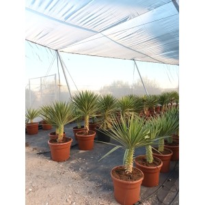 Yucca Aloifolia Variegata