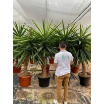 Yucca elephantipes - Palmiers du Monde
