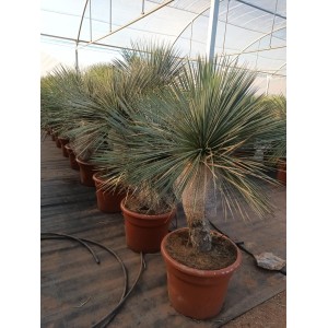 Yucca linearis