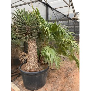 Yucca Filifera australis & Chamaerops humilis