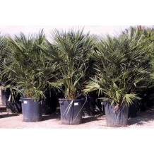 Chamaerops Humilis