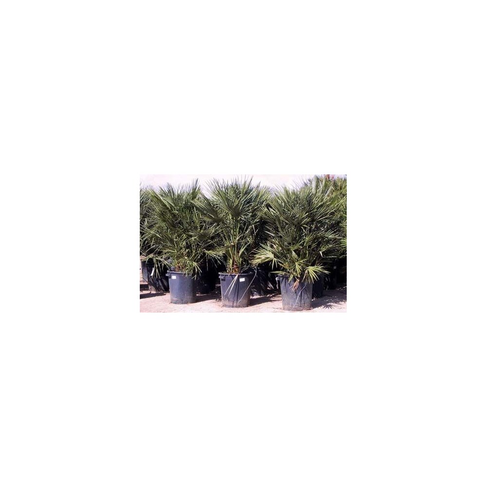 Chamaerops Humilis