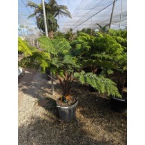 Cyathea australis