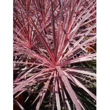Cordyline paso doble