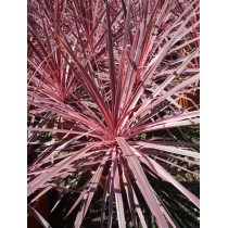 Cordyline paso doble