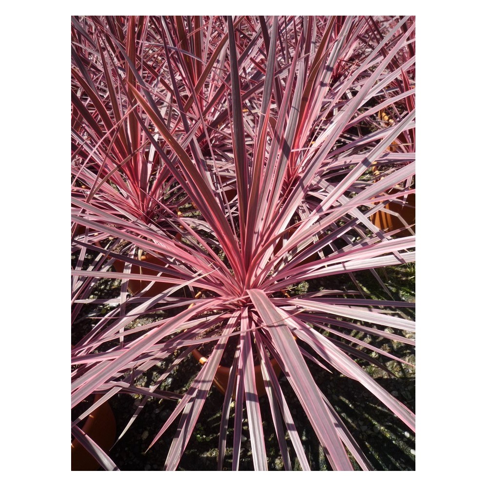 Cordyline paso doble
