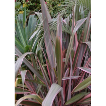 Phormium Pink Stripe- Palmiers du Monde