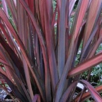 Phormium red sensation- Palmiers du Monde
