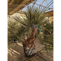 Trithrinax biflabellata - Palmiers du Monde