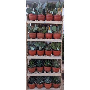 Mix agaves - cactus