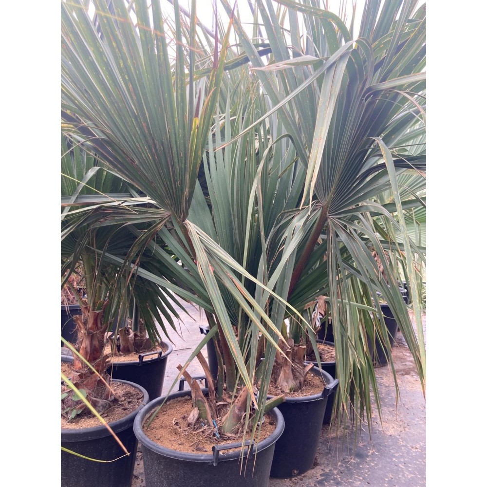 Sabal mexicana - Palmiers du Monde
