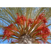 Phoenix dactylifera var. Iberica