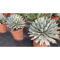 Agave macroacantha