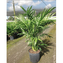 Chamaedorea cataractarum