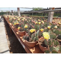 Opuntia macrocentra
