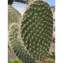 Opuntia pilifera