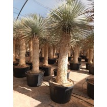 Yucca rostrata blue swan - Palmiers du Monde