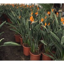 Strelitzia reginae - Palmiers du Monde