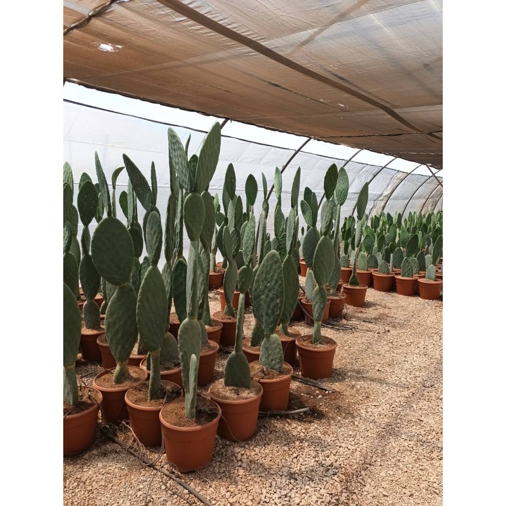 Opuntia titania - Palmiers du Monde