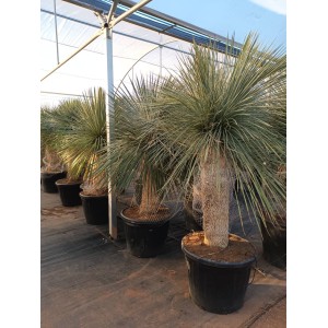 Yucca linearis