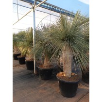 Yucca linearis - Palmiers du Monde