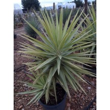 Yucca elephantipes jewel - Palmiers du Monde