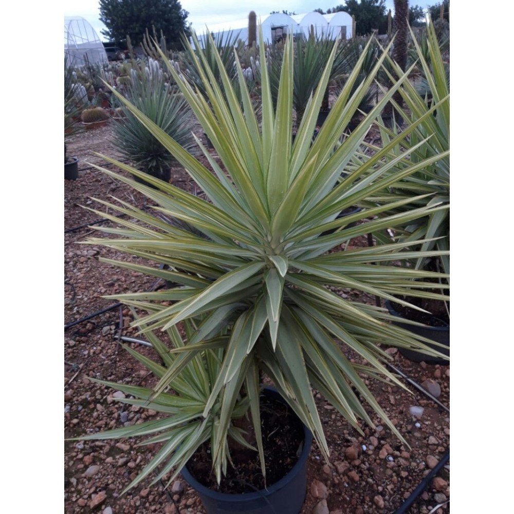 Yucca elephantipes jewel - Palmiers du Monde