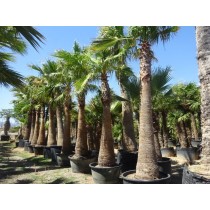 Washingtonia robusta - Palmier du Monde