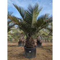Jubaea chilensis - Palmiers du Monde