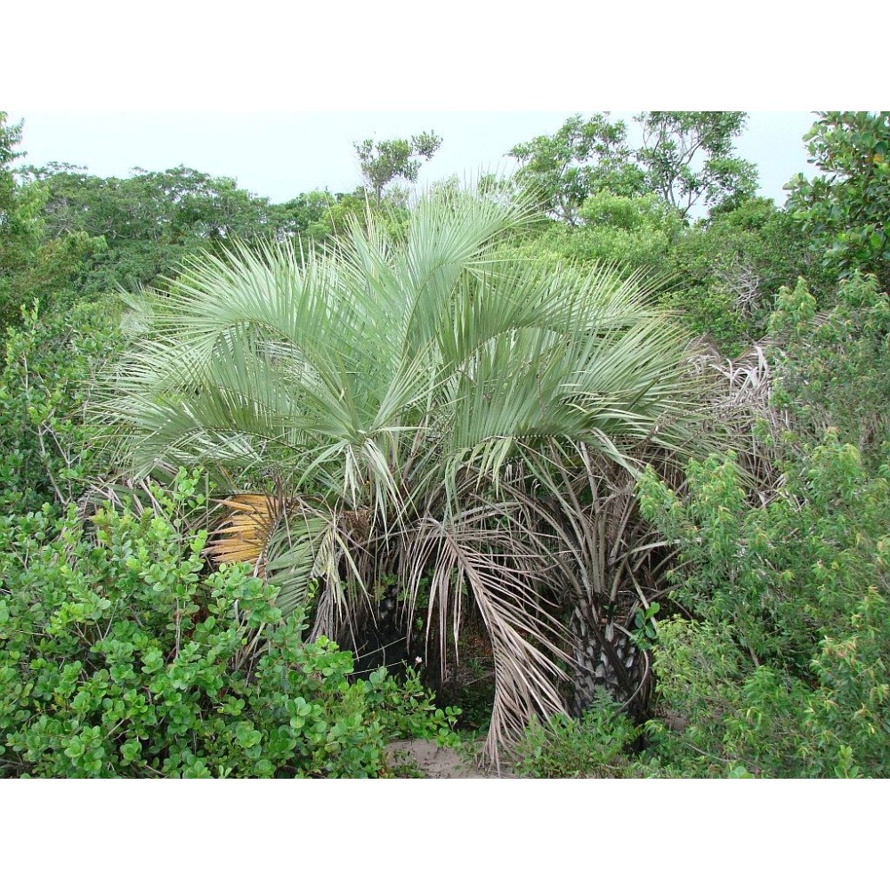 Butia catarinensis