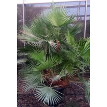 Acoelorraphe wrightii - Palmiers du Monde