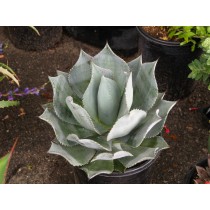Agave celsii "Nova - Palmiers du Monde