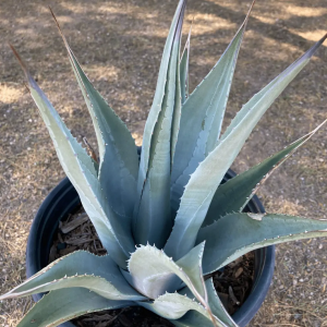 Agave deserti