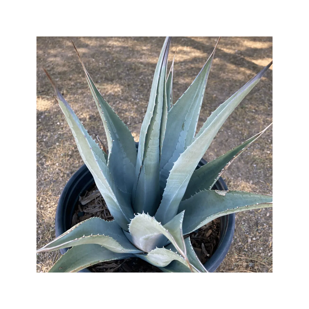 Agave deserti