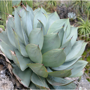 Agave Gypsicola