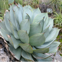 Agave Gypsicola