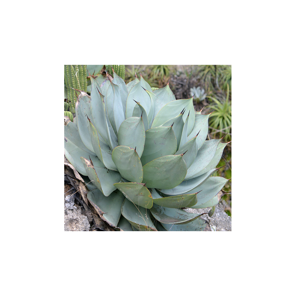 Agave Gypsicola