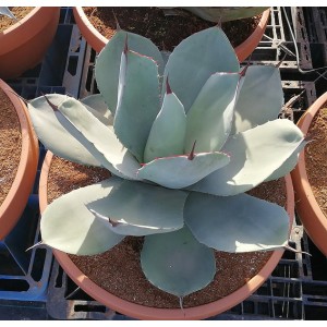 Agave parryi var. truncata