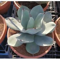 Agave parryi var. truncata