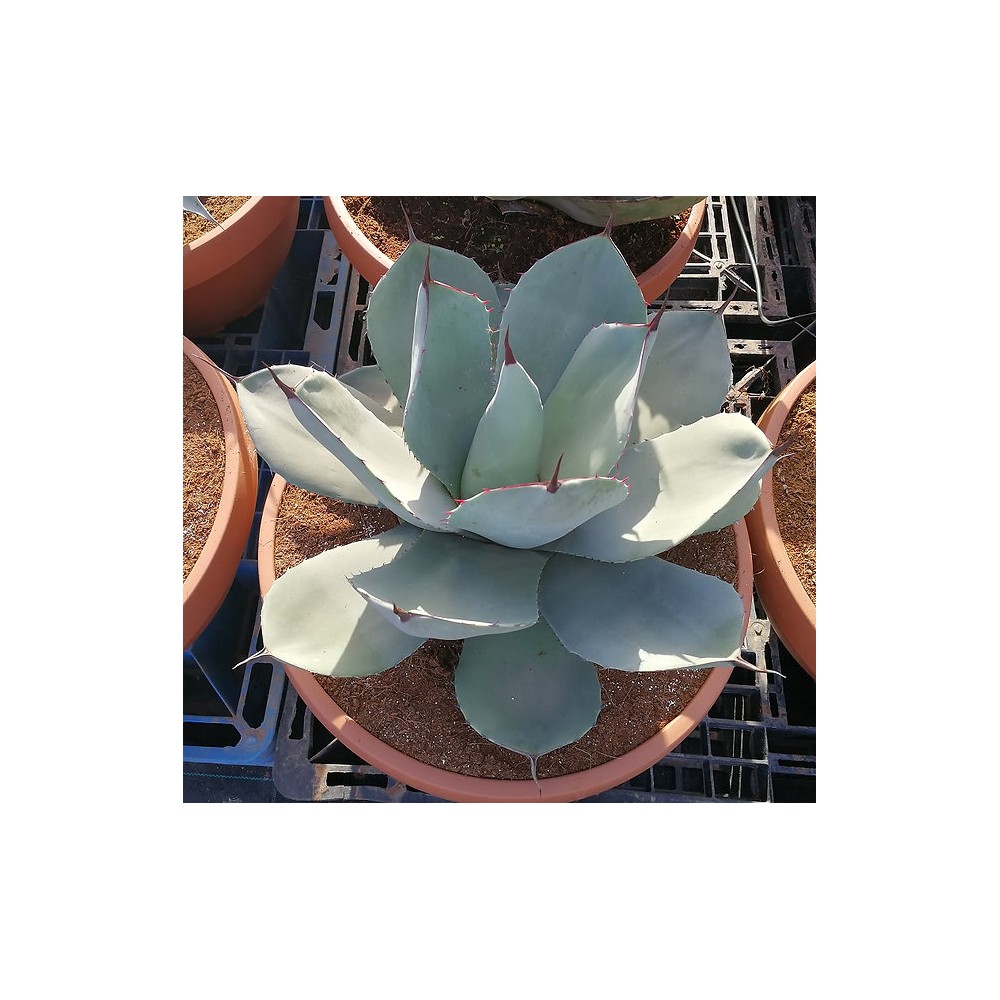 Agave parryi var. truncata