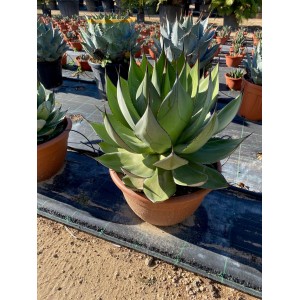 Agave chiapensis