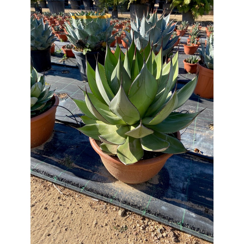 Agave chiapensis