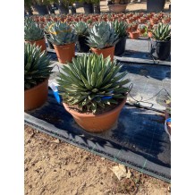 Agave victoria reginae - Palmiers du monde