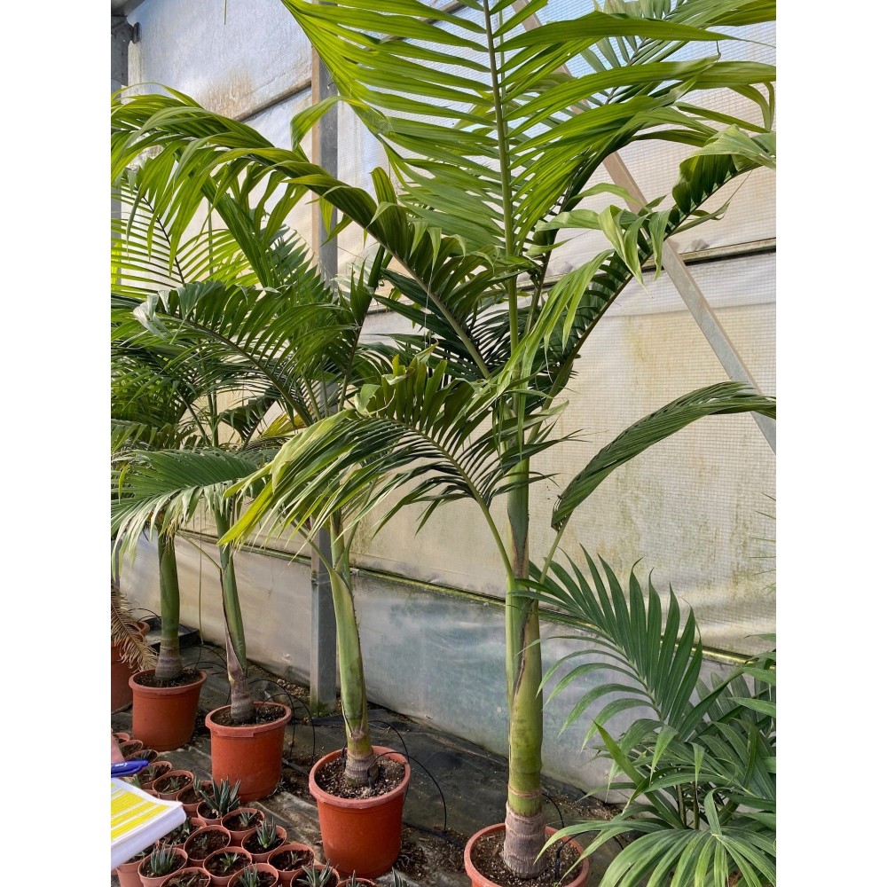 Archontophoenix alexandrae