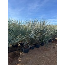 Brahea clara - Palmiers du Monde