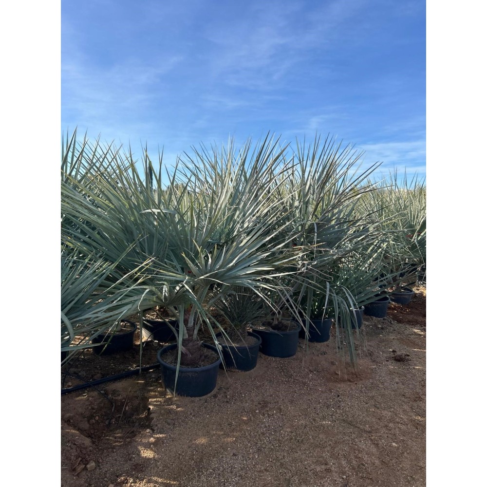 Brahea clara - Palmiers du Monde