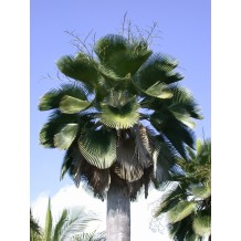 Copernicia baileyana - Palmiers du Monde