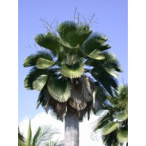 Copernicia baileyana - Palmiers du Monde