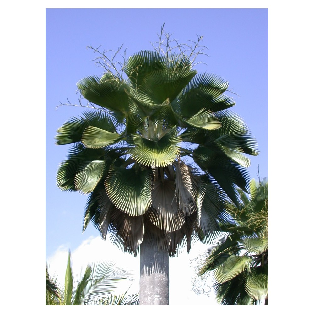 Copernicia baileyana - Palmiers du Monde
